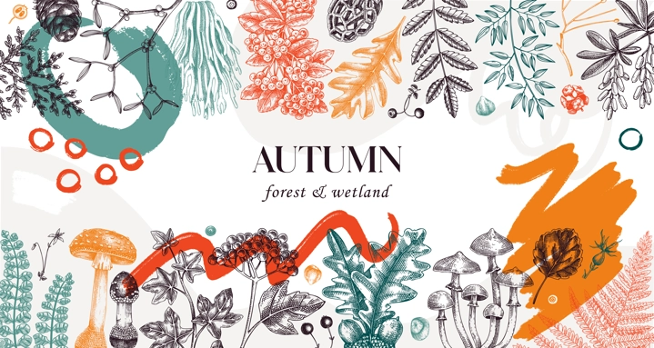 Hand drawn autumn forest background. Collage style banner with ferns, mushrooms, fall leaves and autumn plant sketches. Trendy botanical design template with abstract elements, geometric shapes
